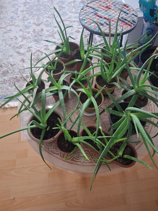продам отростки Алоэ