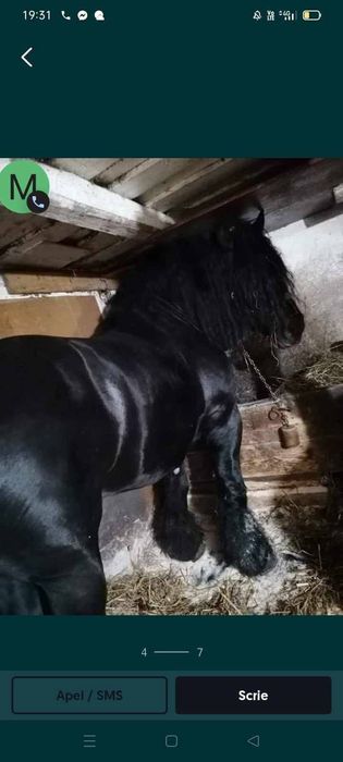 Vând mânz de un an și 4 luni