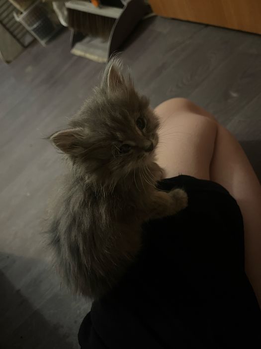 Котёнок девочка в хорошие руки