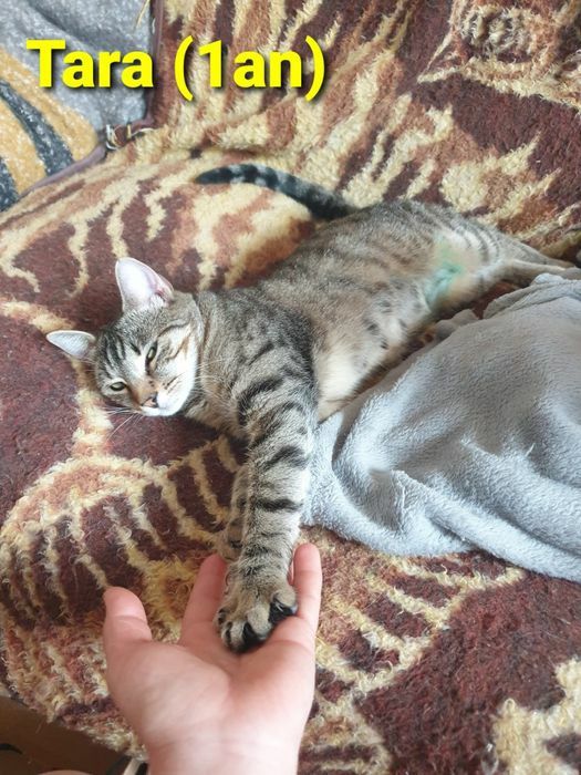 MINUNATII DE PISICUTE frumoase si iubicioase