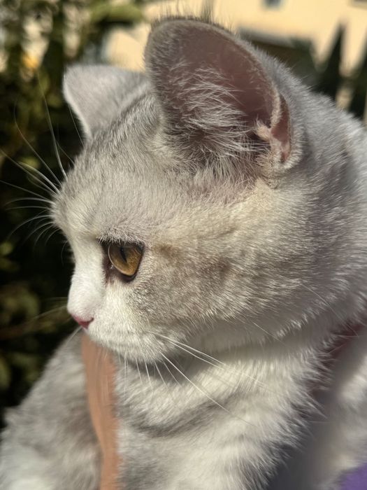 Mushuk sotiladi srochna!!! 100$