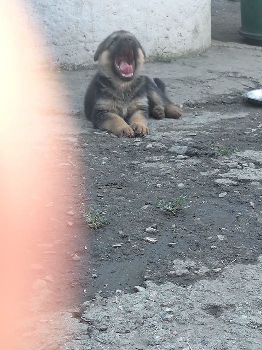 Щенки немецкой овчарки