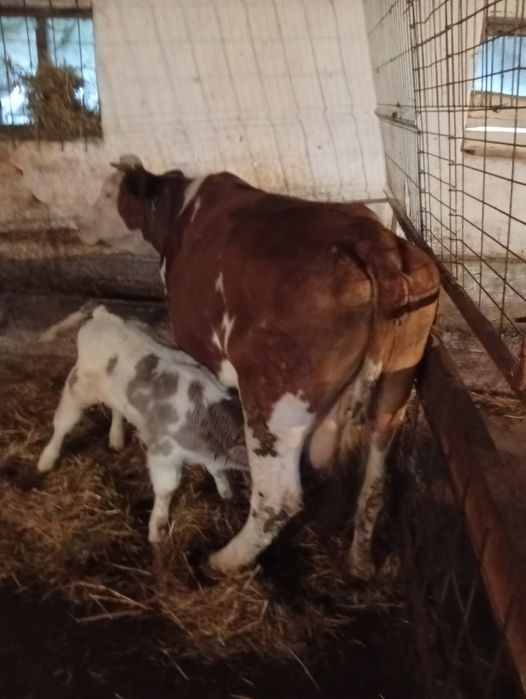 Vaca cu vițel belga