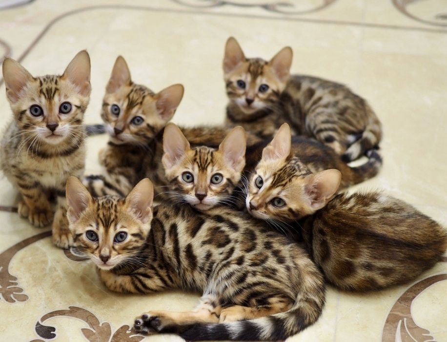 Бенгалски котенца