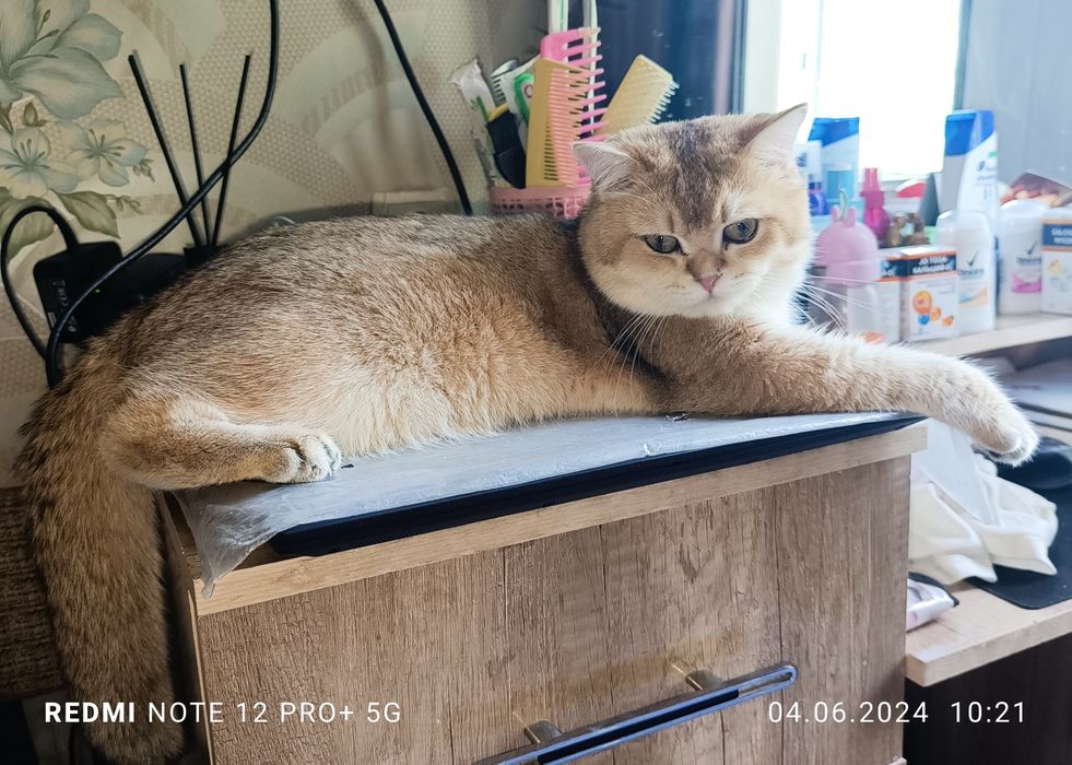 Кот британец на Вязку с редким окрасом Bri NU 11