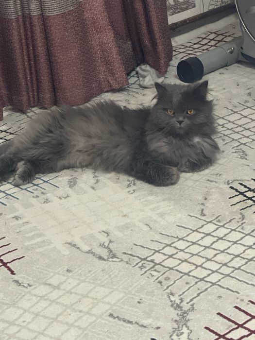 Мушуклар сотилади