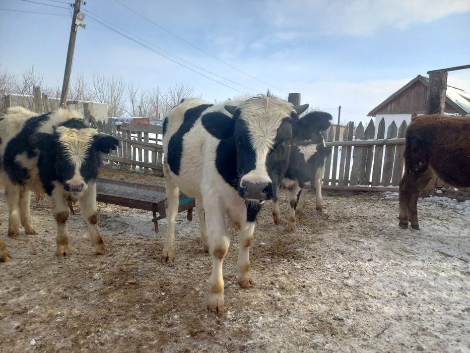 Продается племенной бычок