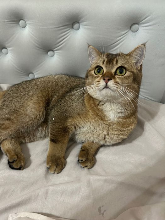 Кот на вязку! Британский чистокровный кот. Окрас: Золотая шиншилла