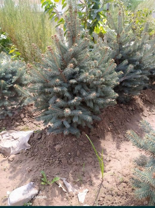 Готовый Рулонный газон по супер цене.