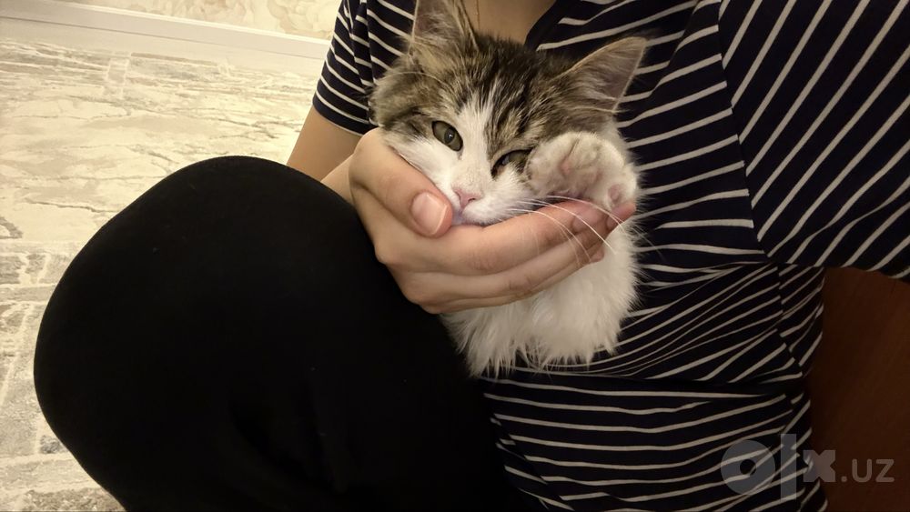отдадим даром котенка 3 месяца