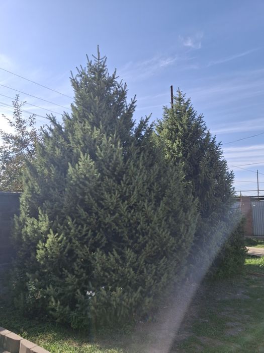 Ёлки тяньшанские..