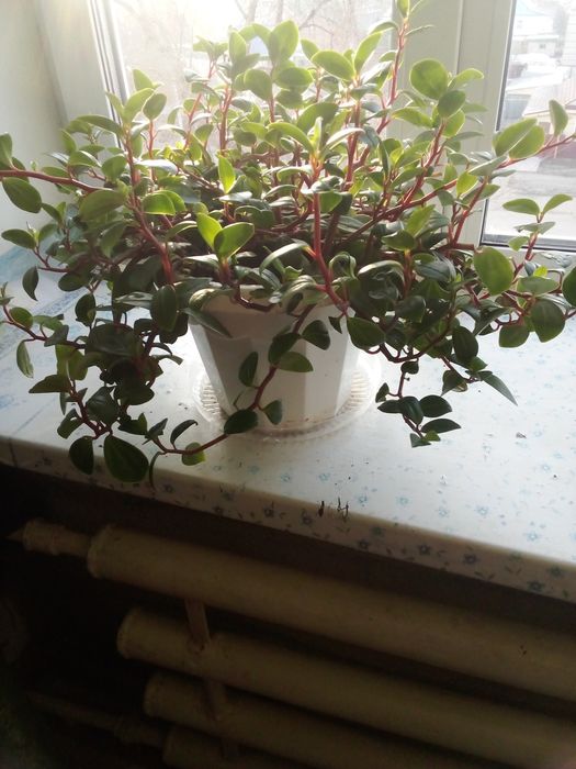 Цветок пеперония