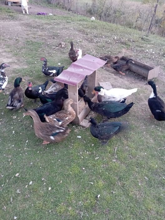 Rățoi românești .