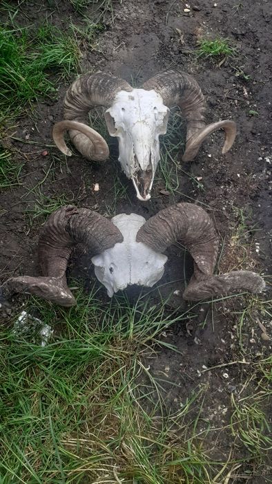 Vând trofee de berbec de diferite mărimi