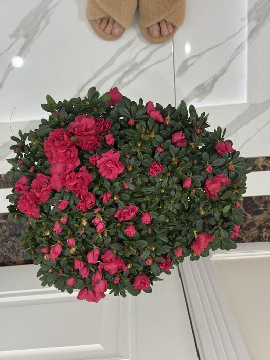 Азалия гул ұзаққа сақталатын