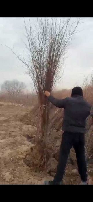 Карагач оголенка саженцы