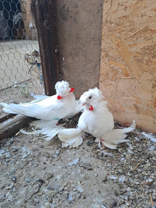 Închiriez porumbei pentru nunți