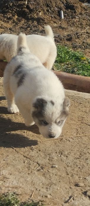 !!! Щенки АЛАБАЙ