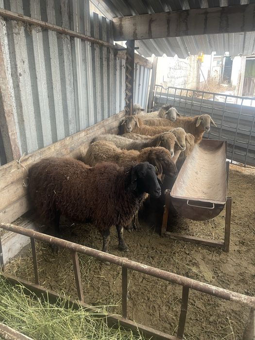 Бараны кой токты