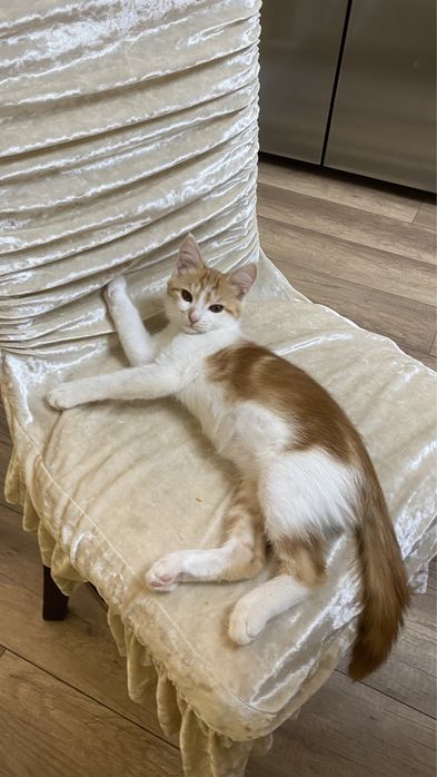 Котенок рыжий кравец