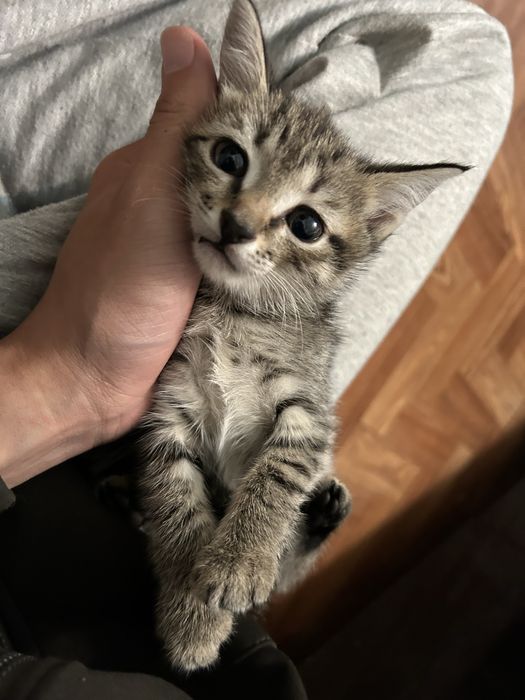 Котята полушотландки