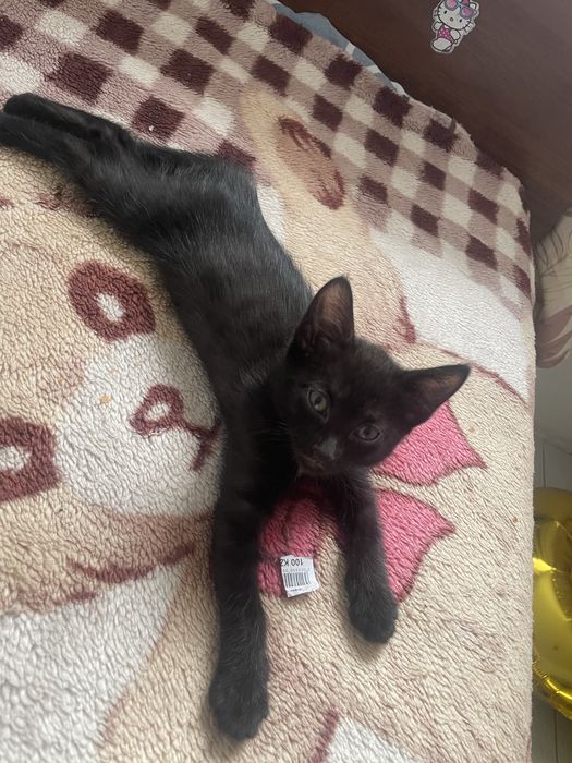 Продаютса кошки (котята)