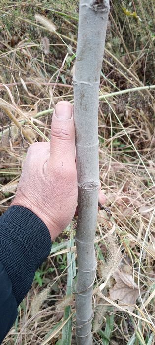 Чинор кучатлари сотилади