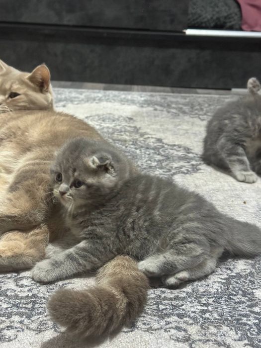 Mushuk bolalari котята