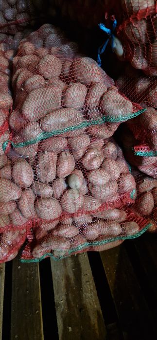 Cartofi rosii consum