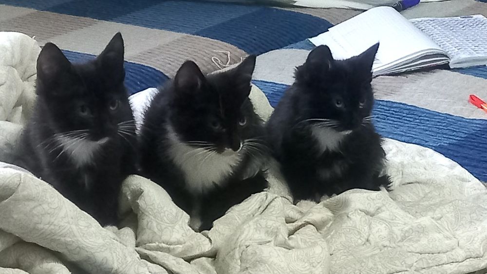 Игривые котята ждут тебя