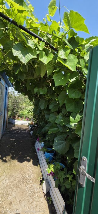 Продам дачу СО Железобитонщик