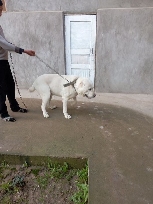 Alabay sotiladi 1 yosh sogʻlom