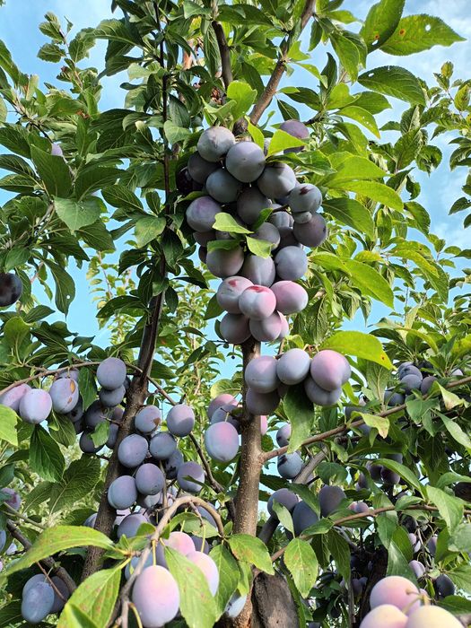Vând prune pentru țuică