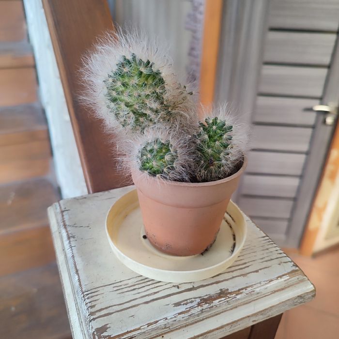 Комнатные цветы растения