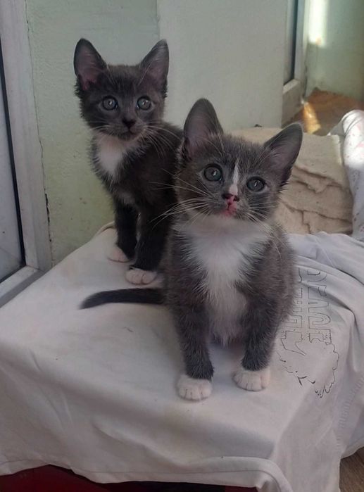 Бесплатно дарим котят