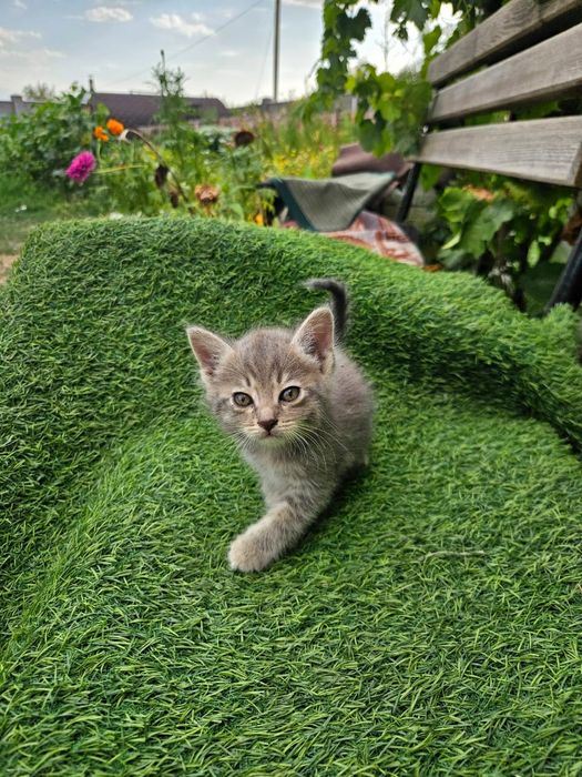 Отдам котят в хорошие руки