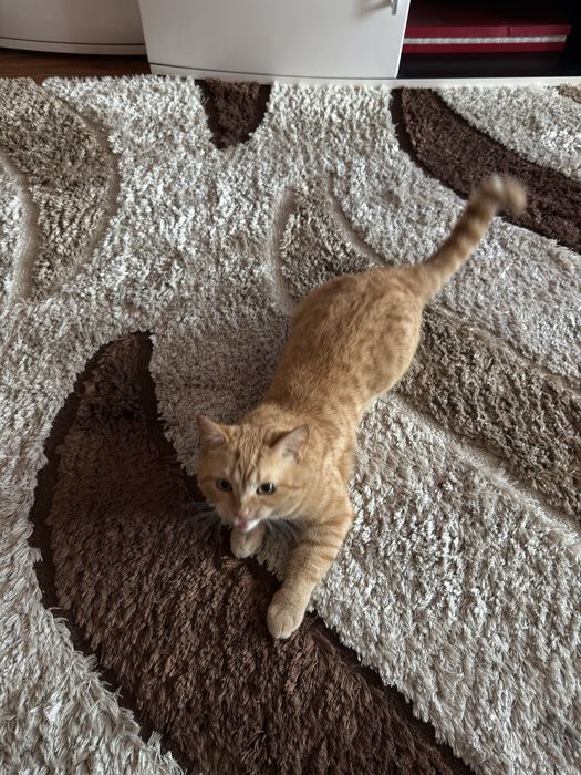 Отдадим котика в добрые руки