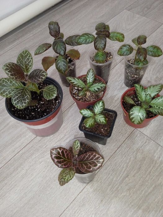 Продажа комнатных растений