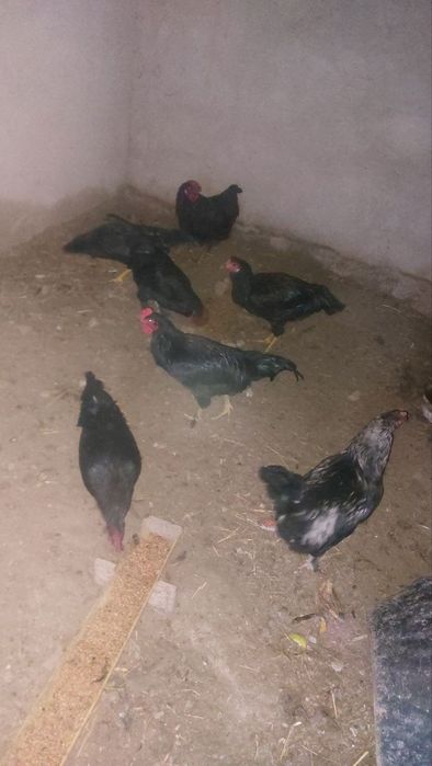 Xonaki joʻja xoʻroz va tovuqlar tez sotiladi.