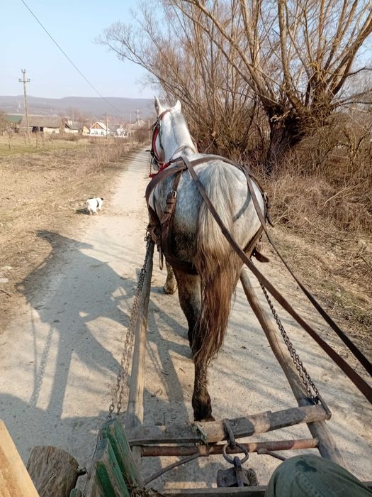 Iapa blanda si invatata si in unu si in doi