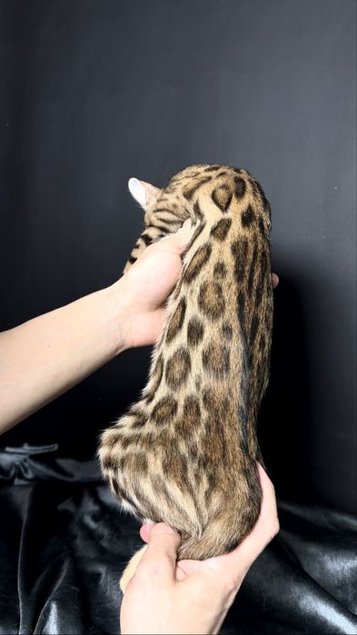 Клубные бенгальские котята