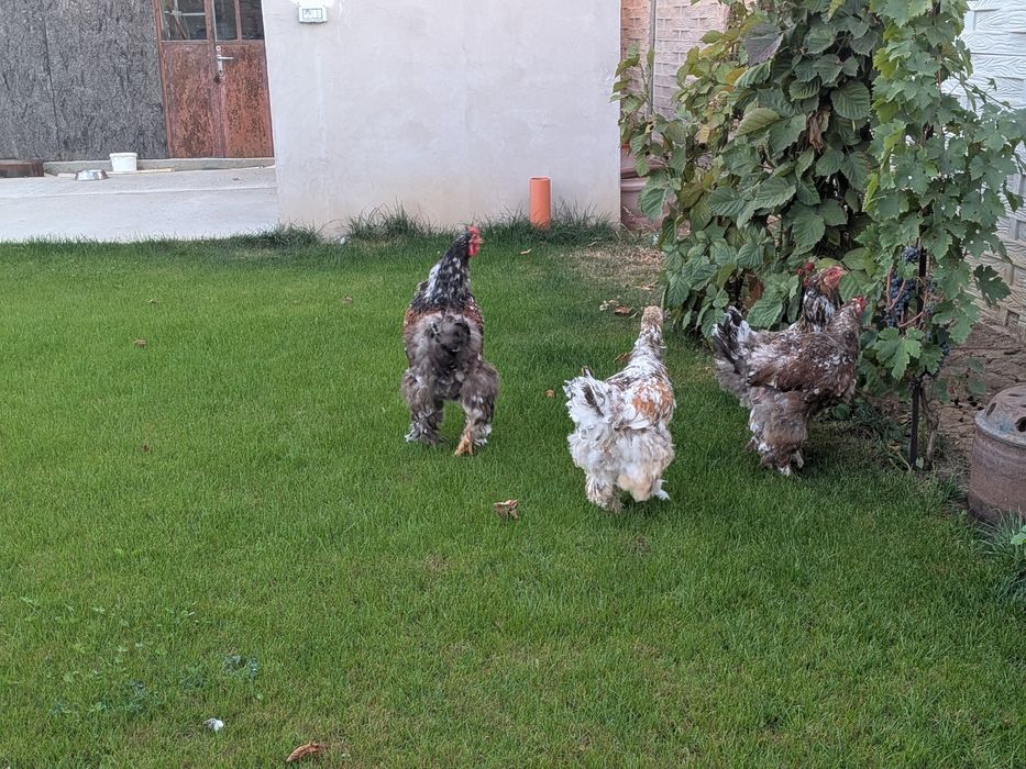 Gaini brahma. Porțelan