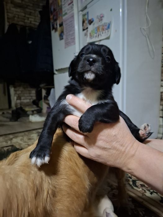 Отдам щенков в добрые руки