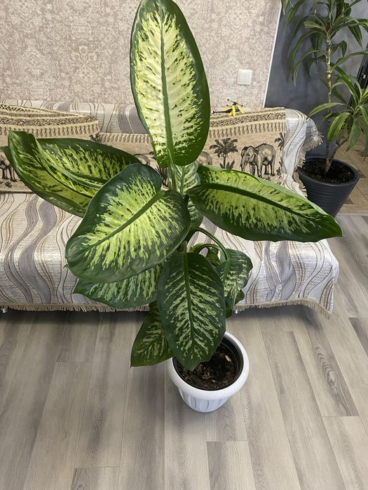 Продам Диффенбахию