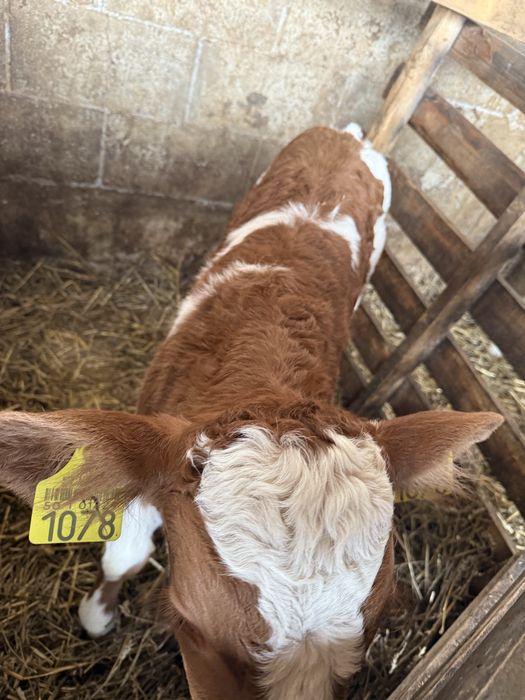 Viței bălțatâ românească