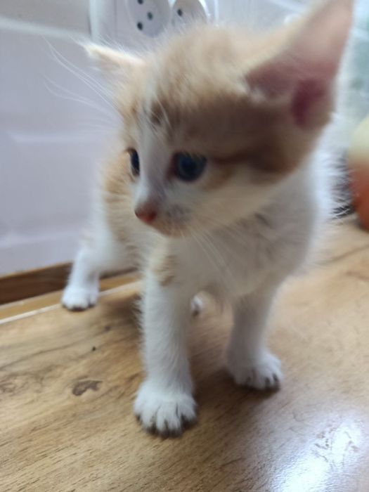 Котята 2 месяца.