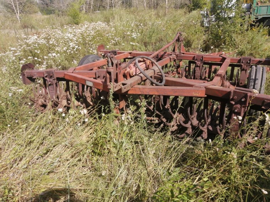 Баранная игольчатая