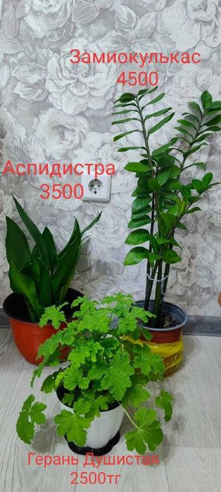 Растения и цветы .