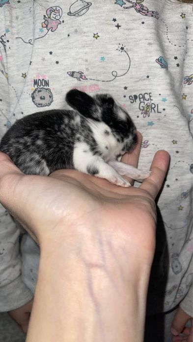 Декоративный кролик