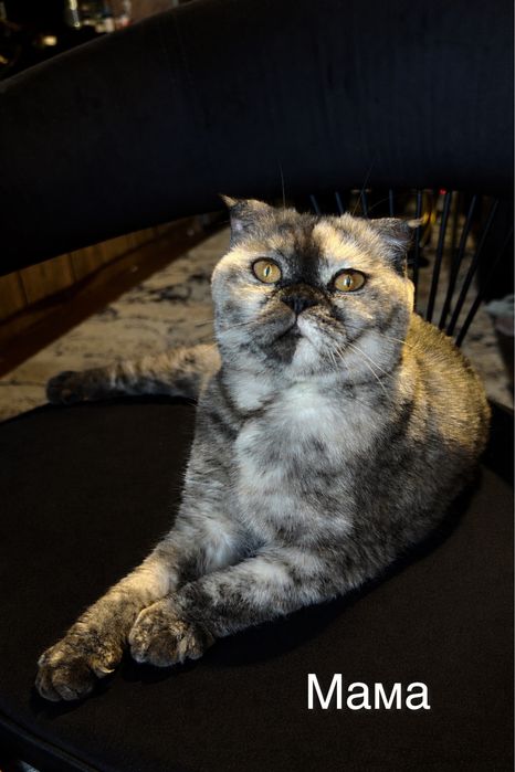Продаётся котенок породы Скоттиш Фолд